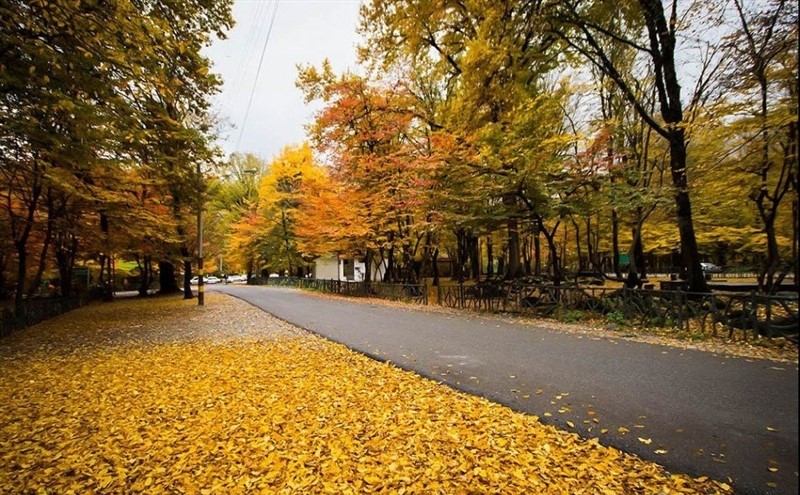 سفری رویایی به دل جنگل‌های هیرکانی/ تماشای زیبایی‌های پارک جنگلی النگدره