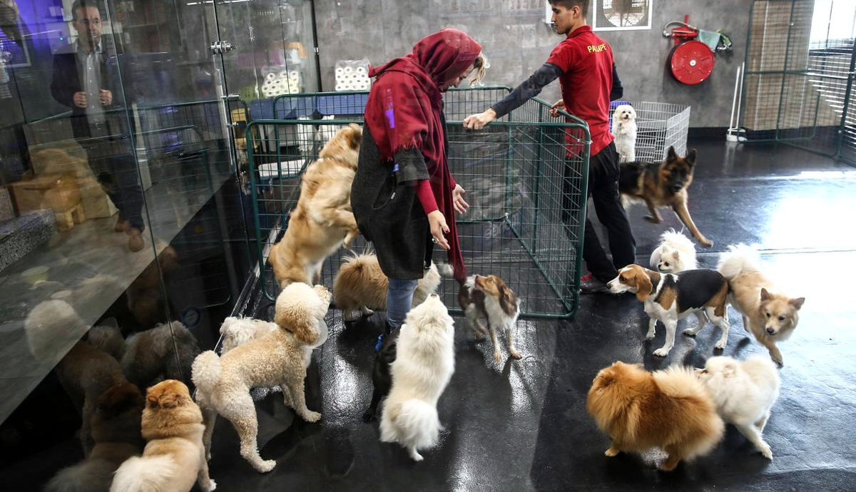 زندگی اشرافی سگ‌ها در ایران | از کافه‌های ویژه تا جشن‌های تولد میلیاردی