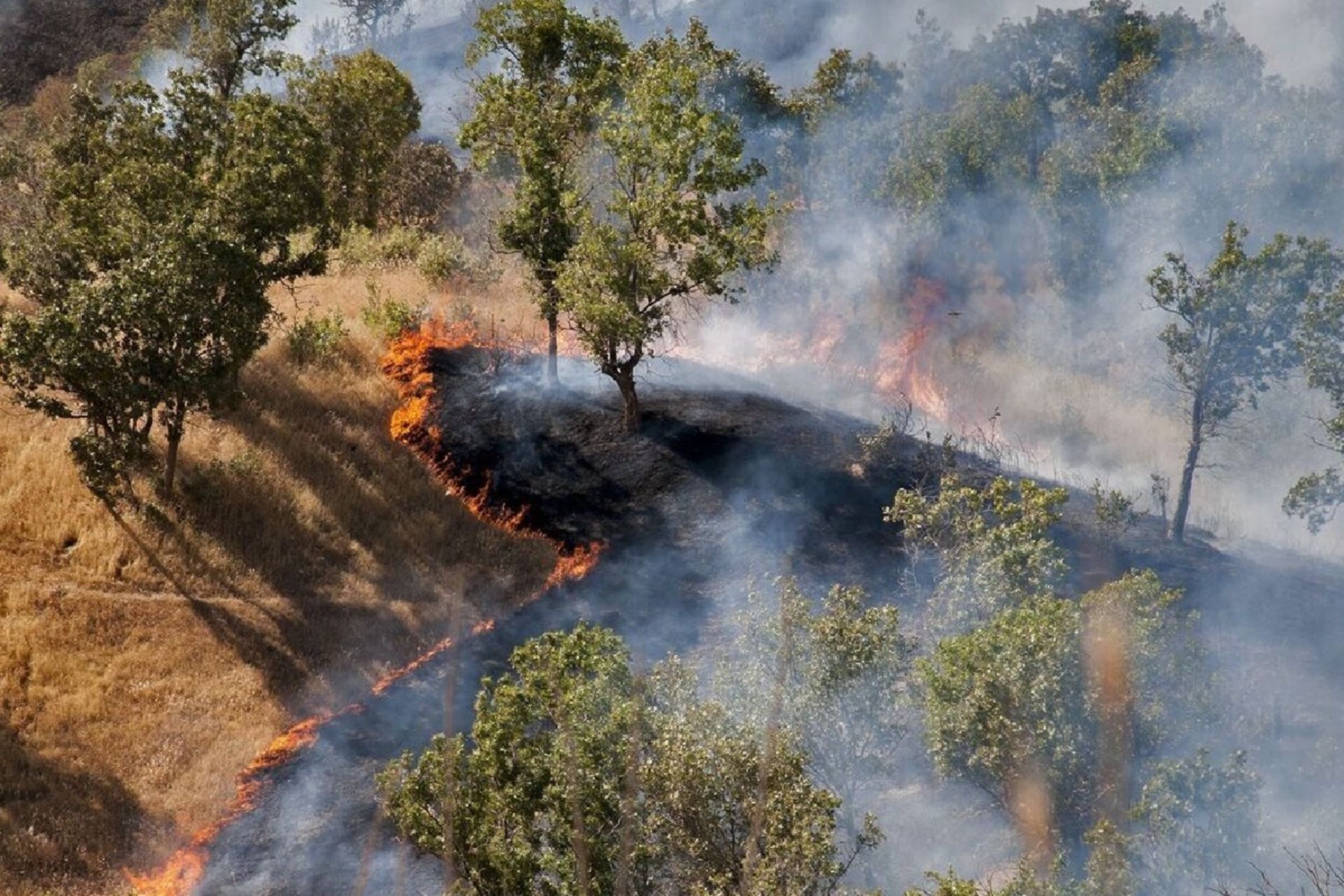 جنگل‌های هیرکانی در آتش؛ احتمال خطای انسانی
